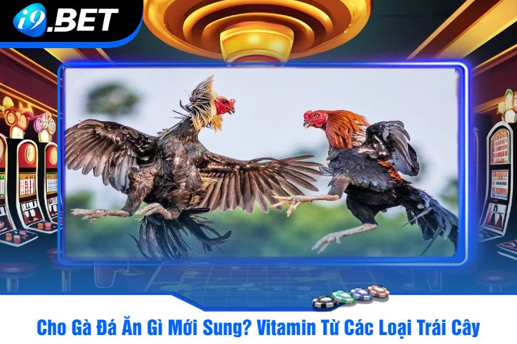 Cho Gà Đá Ăn Gì Mới Sung?  Vitamin Từ Các Loại Trái Cây