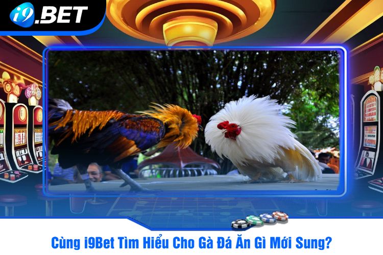 Cùng i9Bet Tìm Hiểu Cho Gà Đá Ăn Gì Mới Sung?