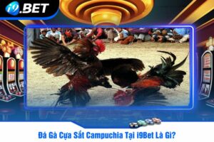 Đá Gà Cựa Sắt Campuchia Tại i9Bet Là Gì?