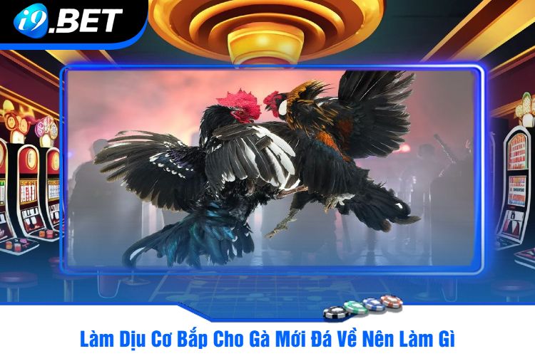 Làm Dịu Cơ Bắp Cho Gà Mới Đá Về Nên Làm Gì