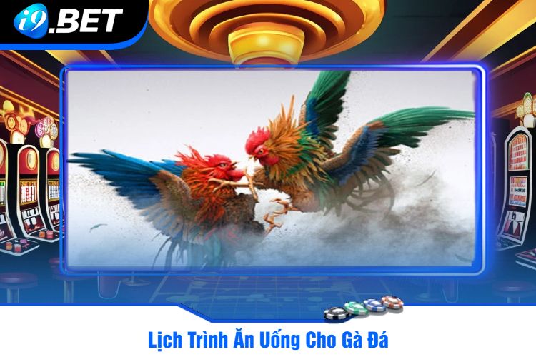 Lịch Trình Ăn Uống Cho Gà Đá